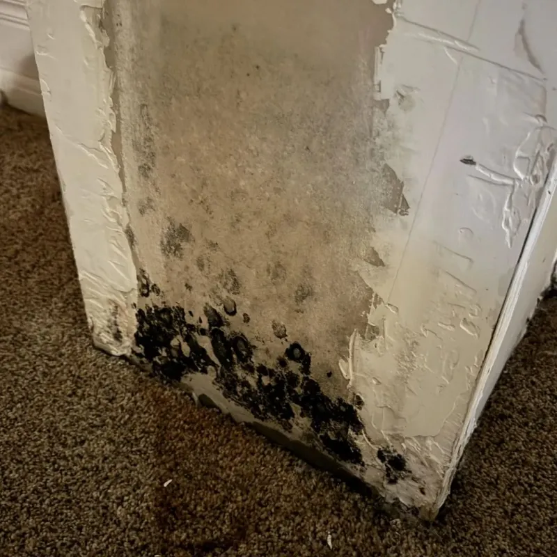 Professional Mold Removal in Willow Creek, CA